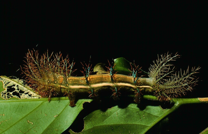 Fig. 23. Vista lateral de <i>Automeris</i> anikmeisteraeDHJ01 (Saturniidae), PU estadio. El DHJ01 de este nombre significa que no esta totalmente identificado, y se espera el resultado de ADN para un nombre definitivo. Voucher: 99-SRNP-192-DHJ50054.jpg        