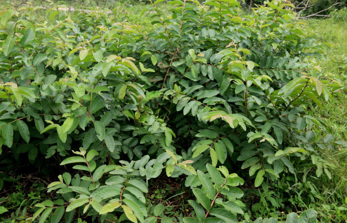 Fig. 67. Planta hospedera de <i>Automeris paulheberti</i> (Saturniidae), Psidium guajava (introduced). Foto de Minor Carmona, Sendero Bromelias.       