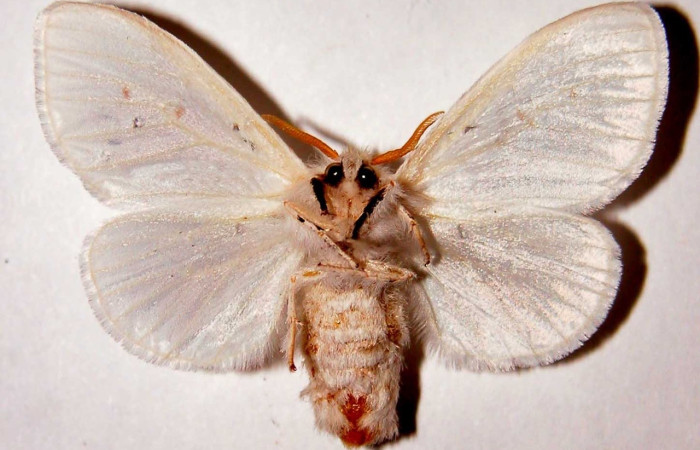 Fig. 2 Adulto [I]Thagona</i> tibialisDHJ02, vista ventral mide 37mm. Sendero Natural, Sector Santa Rosa, 290m. 95-SRNP-7541-DHJ33863.