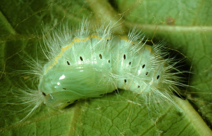 Fig. 5 Pupa <i>Thagona</i> tibialisDHJ02, Sendero Natural, Sector Santa Rosa, 290m. 95-SRNP-7541-DHJ28444.jpg.