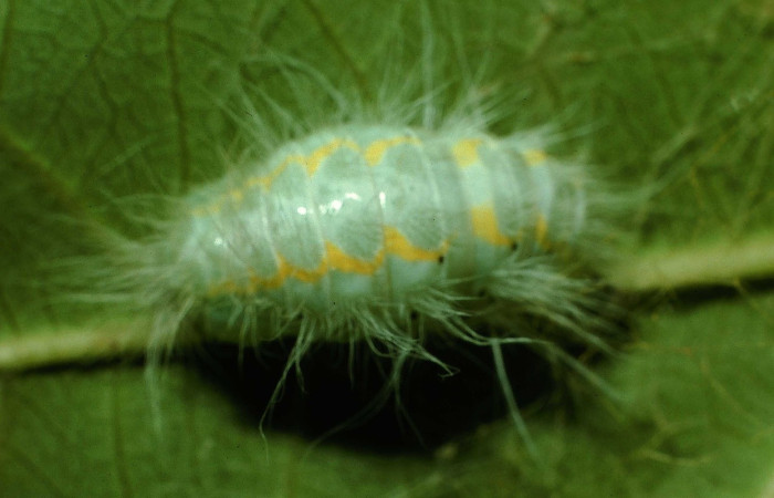 Fig. 6 Larva <i>Thagona</i> tibialisDHJ02, Sendero Natural, Sector Santa Rosa, 290m. 95-SRNP-7541-DHJ28448.jpg