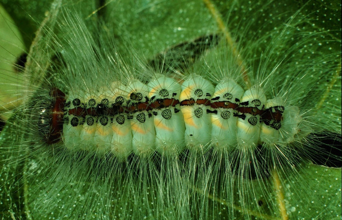 Fig. 8 Larva <i>Thagona</i> tibialisDHJ02, Vado Cuajiniquil, Sector Santa Rosa, 275m. 95-SRNP-10532-DHJ26003.jpg