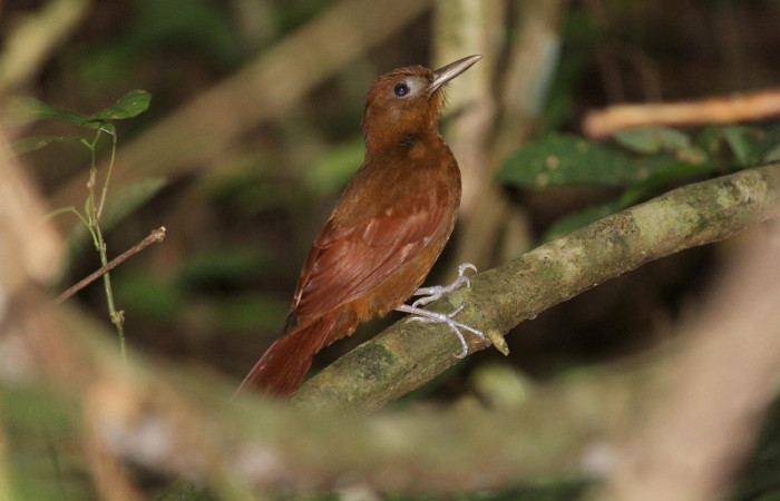 Fig. 2 Ruddy Woodcreeper (Trepador Rojizo) <i>Dendrocincla homochroa</i> (Furnariidae). Quebrada Trigal Sector Del Oro; ACG. 14 de Enero 2022 Foto. Roster Moraga