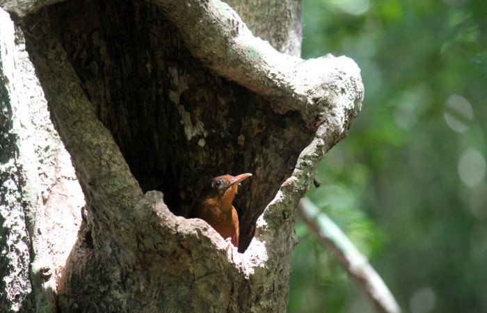 Fig. 3 Ruddy Woodcreeper (Trepador Rojizo) <i>Dendrocincla homochroa</i> (Furnariidae). Estación Biológica Los Almendros Sector El Hacha; ACG. 19 de mayo 2021 Foto. Roster Moraga