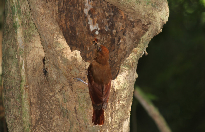 Fig. 5 Ruddy Woodcreeper (Trepador Rojizo) <i>Dendrocincla homochroa</i> (Furnariidae); con una cucaracha en su pico para sus crias. Estación Biológica Los Almendros Sector El Hacha; ACG. 25 de mayo 2021 Foto. Roster Moraga