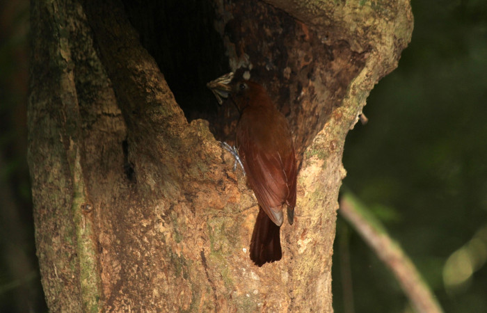 Fig. 6 Ruddy Woodcreeper (Trepador Rojizo) <i>Dendrocincla homochroa</i> (Furnariidae); con una mariposa en su pico para sus crias. Estación Biológica Los Almendros Sector El Hacha; ACG. 25 de mayo 2021 Foto. Roster Moraga