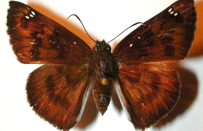 Figura 15. Adulto de  <i>Telemiades megallus</i> (Hesperiidae), vista  dorsal. (00-SRNP-21554-DHJ37748.jpg).