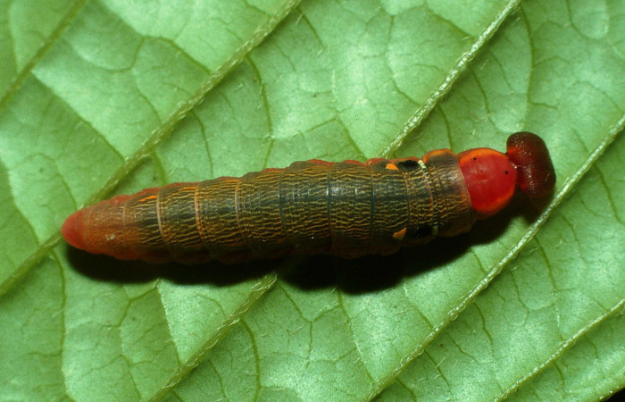 Figura. 14 Larva  <i>Telemiades megallus</i> (Hesperiidae), posición dorsal alimentándose en Inga spectabilis  (Fabaceae). (03-SRNP-13016.1-DHJ78353.jpg).