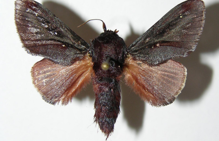 Figura 17. Adulto de  <i>Acharia</i> horridaDHJ02 (Limacodidae), vista dorsal.  (04-SRNP-2772-DHJ337086.jpg).