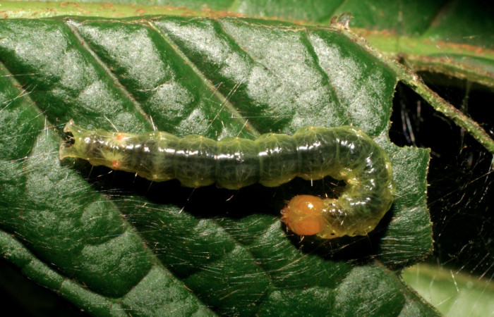 Figura. 18 Larva  <i>Omiodes humeralis</i>(Crambidae), posición dorsal alimentándose  en Inga spectabilis (Fabaceae). (07-SRNP-40175-DHJ418955.jpg).