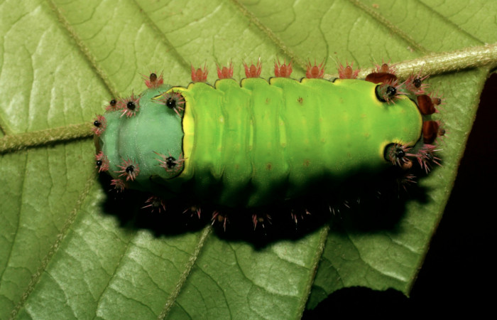 Figura. 16 Larva  <i>Acharia</i>horridaDHJ02 (Limacodidae), posición dorsal alimentándose en Inga  spectabilis (Fabaceae). (08-SRNP-72469-DHJ447290.jpg).