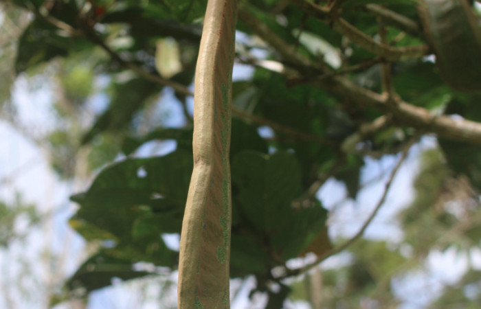 Figura. 8 Fruto,  <i>Inga spectabilis</i>, (Fabaceae). Area de Conservación  Guanacaste, Sector Rincón Rain Forest, Estación Leiva, Cafecito,  (elevación 455 metros), colectada el 1 de Febrero 2019. Foto, Jorge  Hernández.