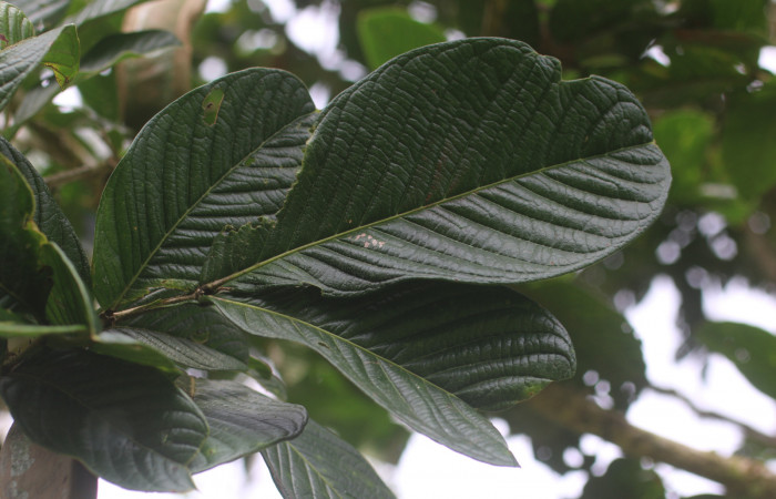 Figura. 2 Hojas,  <i>Inga spectabilis</i>, (Fabaceae). Area de Conservación Guanacaste, Sector Rincón Rain Forest,  Estación Leiva, Cafecito, (elevación 455 metros), colectada el 1 de Febrero 2019. Foto, Jorge Hernández.