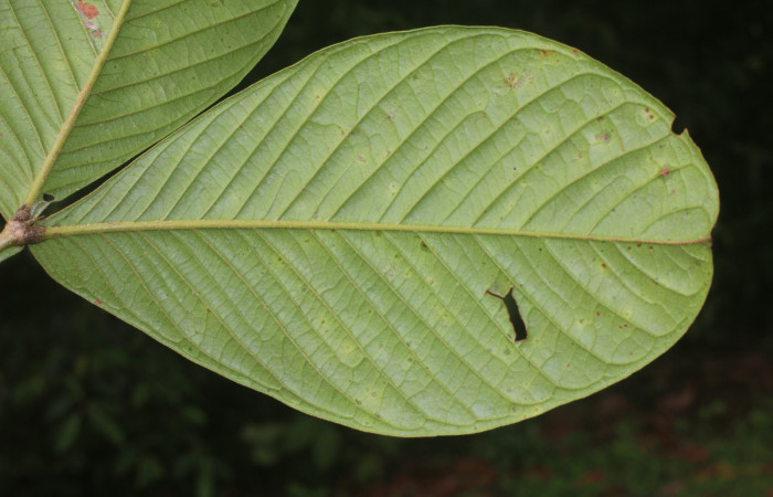 Figura. 4 Envés,  <i>Inga spectabilis</i>, (Fabaceae). Area de Conservación Guanacaste, Sector Rincón Rain Forest,  Estación Leiva, Cafecito, (elevación 455 metros), colectada el 1 de Febrero 2019. Foto, Jorge Hernández.