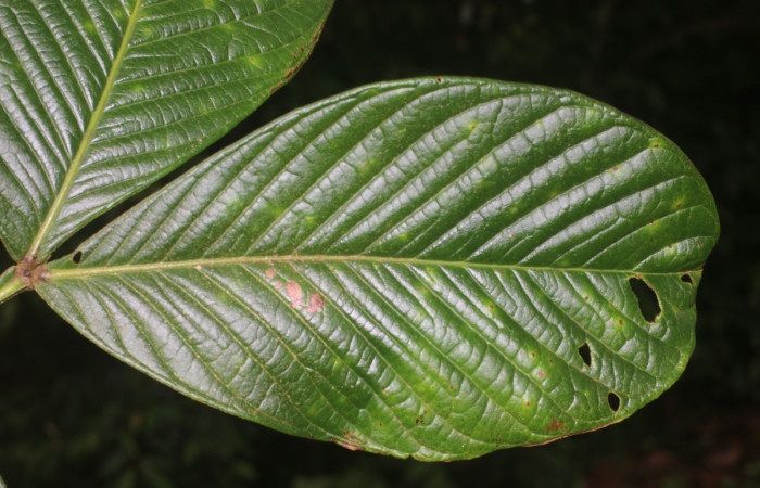 Figura. 5 Haz,  <i>Inga spectabilis</i>, (Fabaceae). Area de Conservación Guanacaste, Sector Rincón Rain Forest,  Estación Leiva, Cafecito, (elevación 455 metros), colectada el 1 de Febrero 2019. Foto, Jorge Hernández.