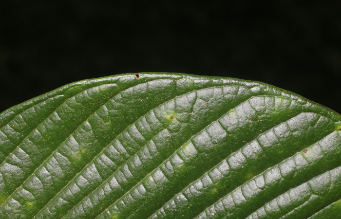 Figura. 6 Margen,  <i>Inga spectabilis</i>, (Fabaceae). Area de Conservación Guanacaste, Sector Rincón Rain Forest,  Estación Leiva, Cafecito (elevación 455 metros), colectada el 1 de Febrero 2019. Foto, Jorge Hernández.