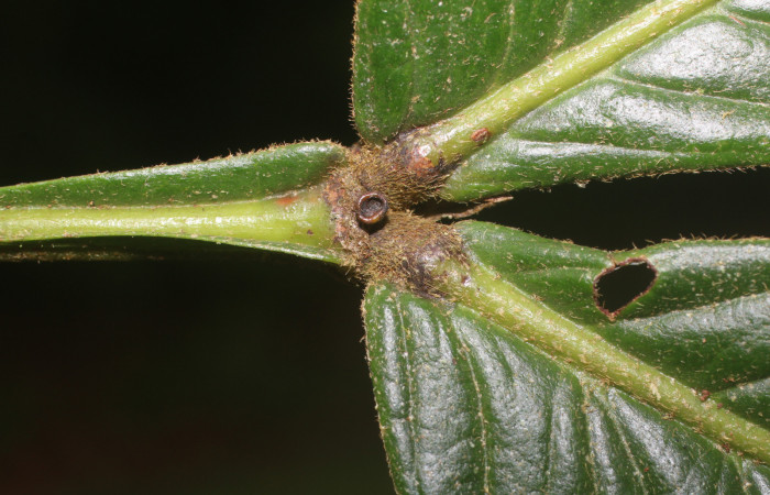 Figura. 7 Glandula , <i>Inga spectabilis</i>, (Fabaceae). Area de Conservación Guanacaste, Sector Rincón Rain  Forest, Estación Leiva, Cafecito, (elevación 455 metros), colectada el 1 de Febrero 2019. Foto, Jorge  Hernández.