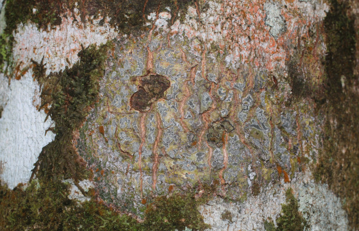 Figura. 10 Corteza,  <i>Inga spectabilis</i>, (Fabaceae). Area de Conservación Guanacaste, Sector Rincón Rain Forest,  Estación Leiva, Cafecito, (elevación 455 metros), colectada el 1 de Febrero 2019. Foto, Jorge Hernández.