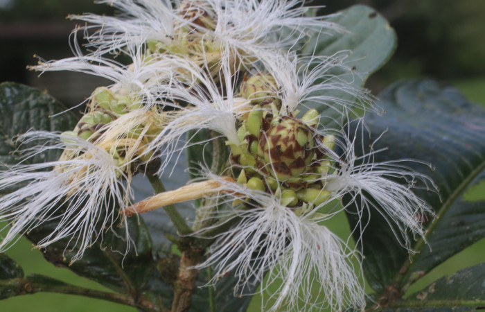 Figura. 11 Flor en racimo,  <i>Inga spectabilis</i>, (Fabaceae). Area de Conservación Guanacaste, Sector Rincón Rain  Forest, Estación Leiva, Cafecito, (elevación 455 metros), colectada el 1 de Febrero 2019. Foto, Jorge  Hernández.