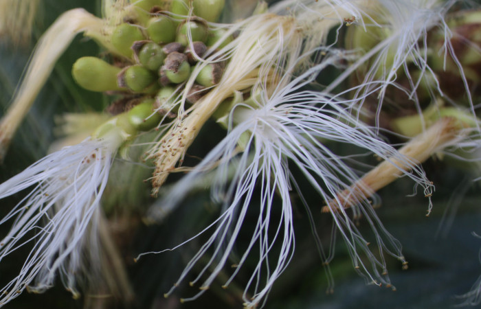 Figura. 13 Flor en racimo,  <i>Inga spectabilis</i>, (Fabaceae). Area de Conservación Guanacaste, Sector Rincón Rain  Forest, Estación Leiva, Cafecito, (elevación 455 metros), colectada el 1 de Febrero 2019. Foto, Jorge