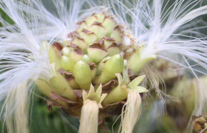Figura. 12 Flor en racimo,  <i>Inga spectabilis</i>, (Fabaceae). Area de Conservación Guanacaste, Sector Rincón  Rain Forest, Estación Leiva, Cafecito, (elevación 455 metros), colectada el 1 de Febrero 2019. Foto, Jorge  Hernández.