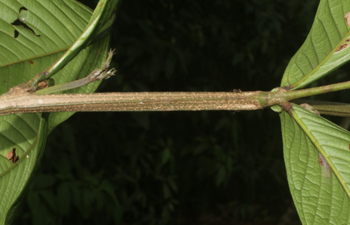 Figura. 3 Posición hojas compuestas alternas,  <i>Inga spectabilis</i>, (Fabaceae). Area de Conservación  Guanacaste, Sector Rincón Rain Forest, Estación Leiva, Cafecito, (elevación 455 metros), colectada el 1 de  Febrero 2019. Foto, Jorge Hernández.