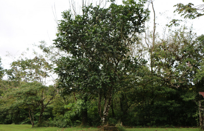 Figura. 1 Habitad, <i>Inga spectabilis</i>, (Fabaceae). Area de Conservación Guanacaste, Sector Rincón Rain  Forest, Estación Leiva, Cafecito, (elevación 455 metros), colectada el 1 de Febrero 2019. Foto, Jorge  Hernández.