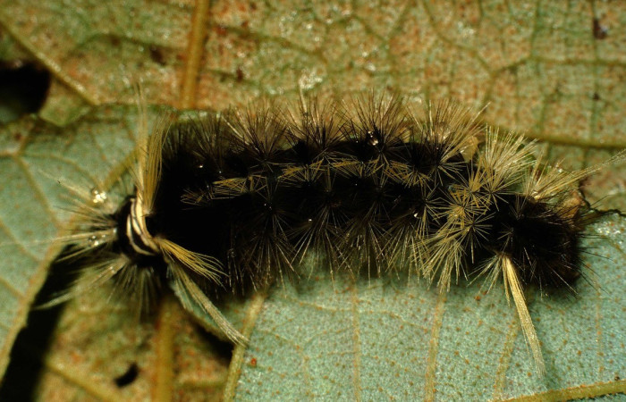 Figura 12.Dorsal entero <i>Pelochyta misera</i>, (Erebidae), en la planta <i>Heliocarpus appendiculatus</i> (Malvaceae). Sector San Cristóbal. Quebrada Cementerio (elevación 700 metros), Colectada 20 julio 2001. (01-SRNP-2557-DHJ60352.jpg).