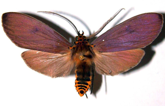 Figura 15. Adulto <i>Pelochyta amyeaderae </i> (Erebidae), posición vista dorsal. (00-SRNP-268-DHJ39118).