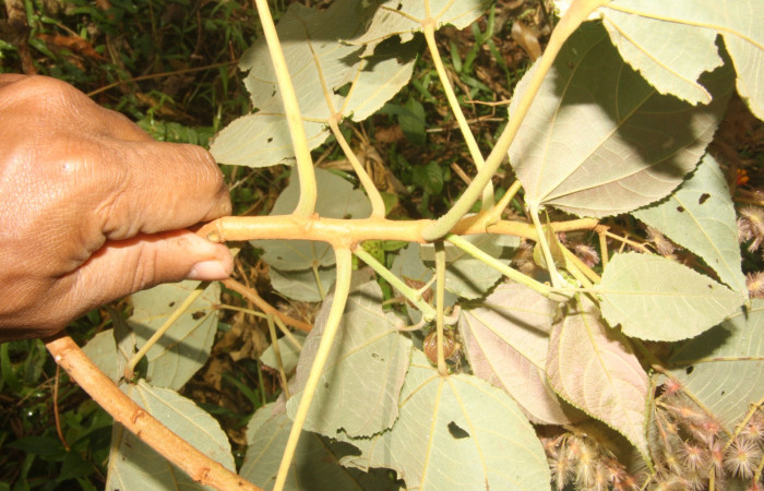 Figura 17. Posición hojas simples alternas <i>Heliocarpus appendiculatus</i>, (Malvaceae), de <i>Pelochyta misera</i>, (Erebidae). Foto, Jorge Hernández. 9 marzo 2015.