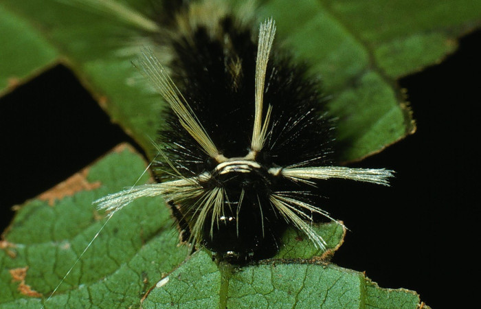 Figura 3. Cabeza <i>Pelochyta misera</i>, (Erebidae), en la planta <i>Cupania glabra</i> (Sapindaceae). Sector San Cristóbal. Sendero Carmona (elevación 670 metros), Colectada 29 julio 2003. (03-SRNP-7529-DHJ74816.jpg).