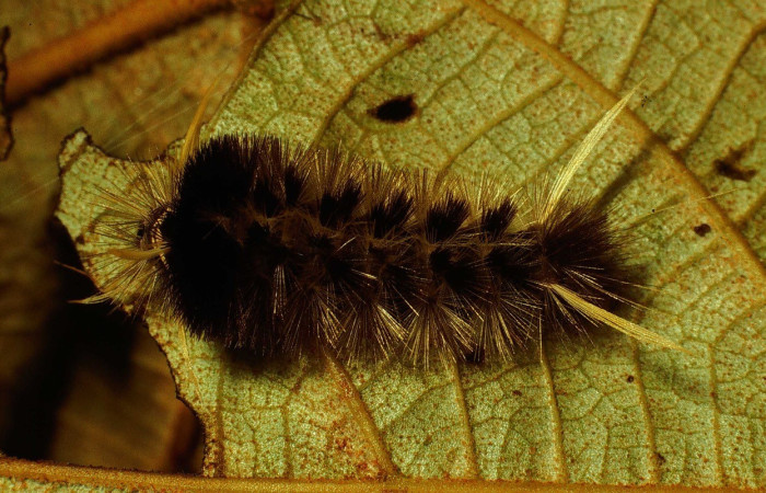 Figura 4. Dorsal entero <i>Pelochyta misera</i>, (Erebidae), en la planta <i>Heliocarpus appendiculatus</i> (Malvaceae). Sector San Cristóbal. Quebrada Cementerio (elevación 700 metros), Colectada 20 julio 2001. (01-SRNP-2580-DHJ62798.jpg).