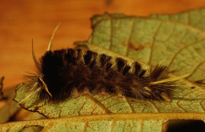 Figura 5. Lateral entero <i>Pelochyta misera</i>, (Erebidae), en la planta <i>Heliocarpus appendiculatus</i> (Malvaceae). Sector San Cristóbal. Quebrada Cementerio (elevación 700 metros), Colectada 20 julio 2001. (01-SRNP-2580-DHJ62800.jpg).