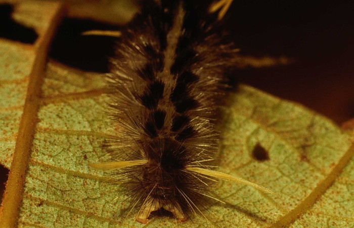 Figura 6.Parte posterior <i>Pelochyta misera</i>, (Erebidae), en la planta <i>Heliocarpus appendiculatus</i> (Malvaceae). Sector San Cristóbal. Quebrada Cementerio (elevación 700 metros), Colectada 20 julio 2001. (01-SRNP-2580-DHJ62801.jpg).