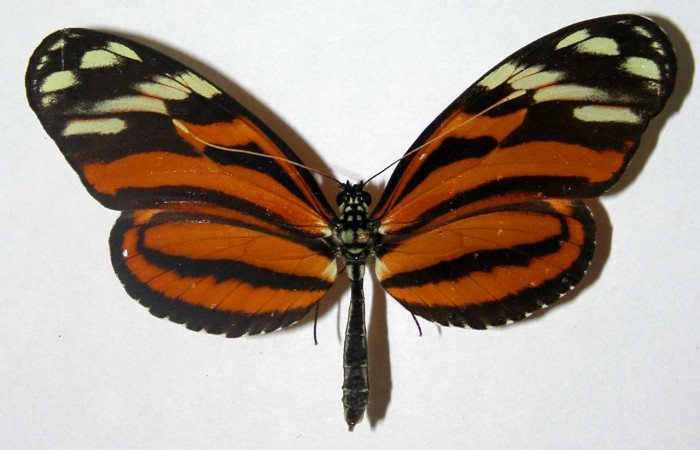 Figura. 10 Adulto <i>Heliconius telchinia</i> (Nympahlidae), posición vista dorsal entero. (03-SRNP-3279-DHJ34742).  