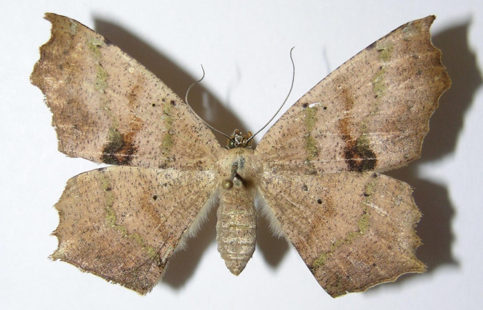 Figura. 12 Adulto <i>Paragonia</i> tasimaDHJ03 (Geometridae), posición vista dorsal entero. (04-SRNP-32794-DHJ325874).