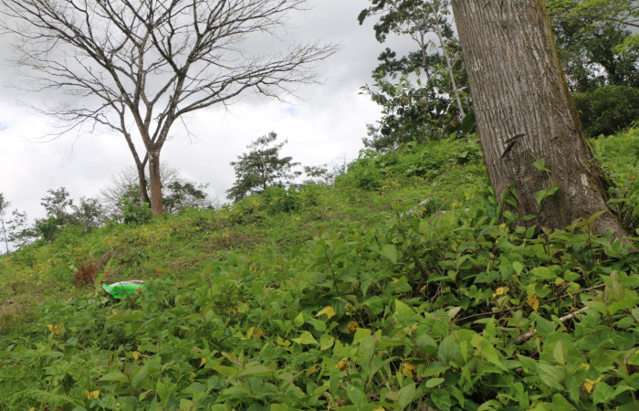 Figura. 1 Habitad, <i>Passiflora  oerstedii</i>, (Passifloraceae). Area de Conservación Guanacaste. Sector Rincón Rain Forest. Parcela Familia Ruiz, (elevación 400 metros), colectada el 22 de marzo 2023. Foto. Jorge Hernández.   