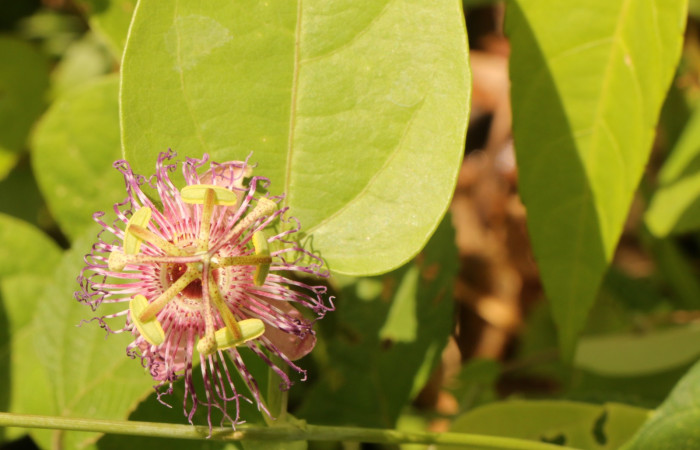 Figura. 8 Flor de frente, <i>Passiflora oerstedii</i>, (Passifloraceae). Area de Conservación Guanacaste. Sector Rincón Rain Forest. Parcela Familia Ruiz, (elevación 400 metros), colectada el 22 de marzo 2023. Foto. Jorge Hernández. 