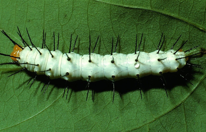 Figura. 9 Larva <i>Heliconius telchinia</i> (Nymphalidae), posición dorsal entero alimentándose en <i>Passiflora oerstedii</i>, (Passifloraceae). (03-SRNP-3129-DHJ72123.jpg).