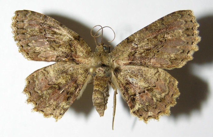 Fig.1. Hembra de <i>Bryoptera subbrunnea</i> en posición dorsal. Voucher : 00-SRNP-12687-DHJ324988.jpg.