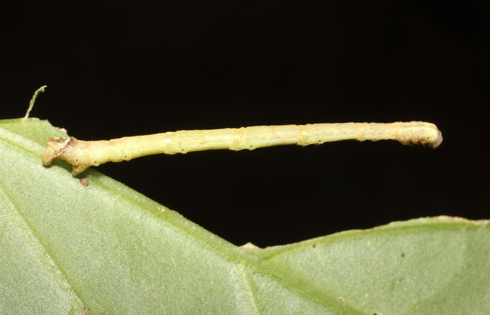 Fig.10. Larva de <i>Bryoptera subbrunnea</i>. Voucher : 17-SRNP-1388-DHJ704552.jpg.