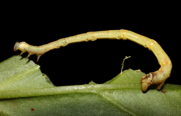 Fig.11. Larva de <i>Bryoptera subbrunnea</i>. Voucher : 17-SRNP-1388-DHJ704554.jpg.
