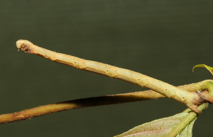 Fig.13 Larva de <i>Bryoptera subbrunnea</i>. Voucher : 18-SRNP-71538-DHJ742972.jpg.