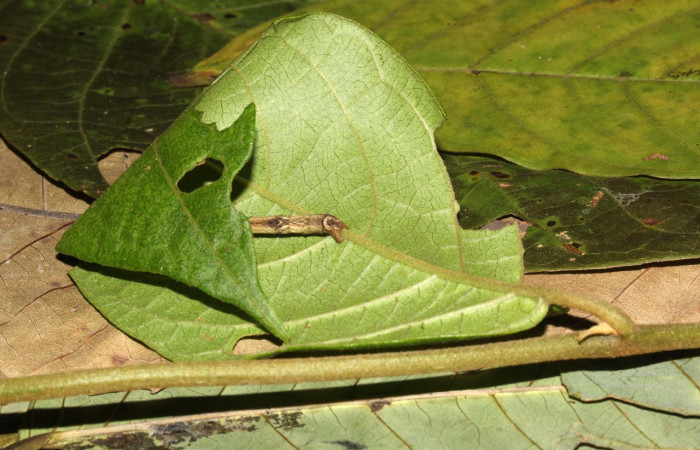Fig.14. Larva de <i>Bryoptera subbrunnea</i>. Voucher :17-SRNP-30933-DHJ736550.jpg.