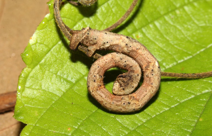  Fig.16. Larva de <i>Bryoptera subbrunnea</i>. Voucher : 17-SRNP-32292-DHJ740505.jpg.
