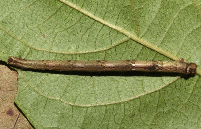 Fig.17. Larva de <i>Bryoptera subbrunnea</i>. Voucher : 17-SRNP-30933-DHJ736554.jpg.