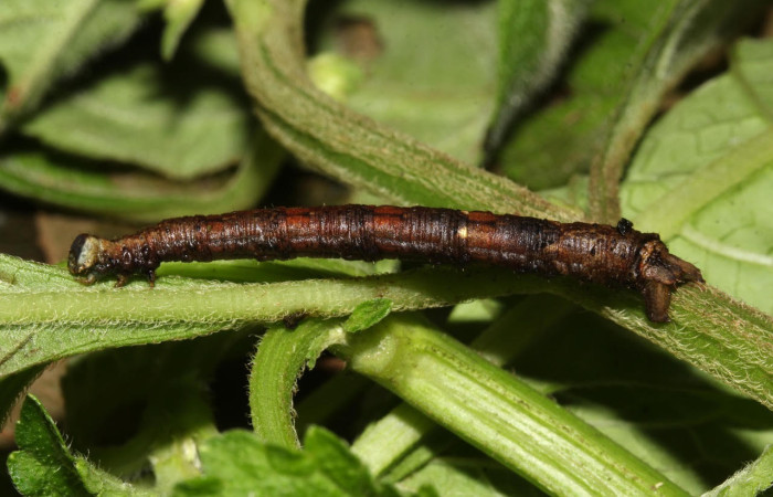 Fig.18. Prepupa de <i>Bryoptera subbrunnea</i>. Voucher : 18-SRNP-31401-DHJ746255.jpg.
