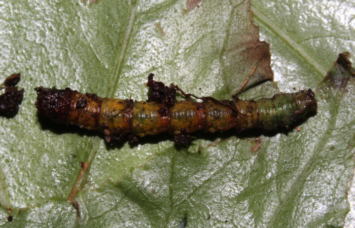 Fig.19. Prepupa de <i>Bryoptera subbrunnea</i>. Voucher : 18-SRNP-31303-DHJ746348.jpg.