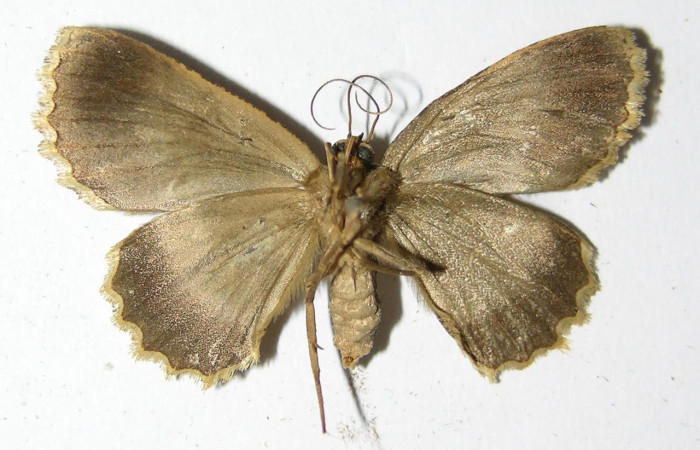 Fig.2. Macho de <i>Bryoptera subbrunnea</i> en posición ventral. Voucher : 00-SRNP-12687-DHJ324989.jpg.