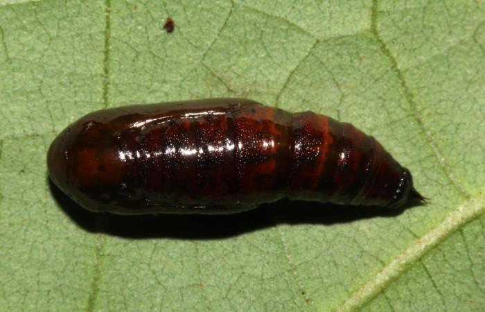 Fig.20. Pupa de <i>Bryoptera subbrunnea</i>. Voucher :  18-SRNP-31815-DHJ747749.jpg